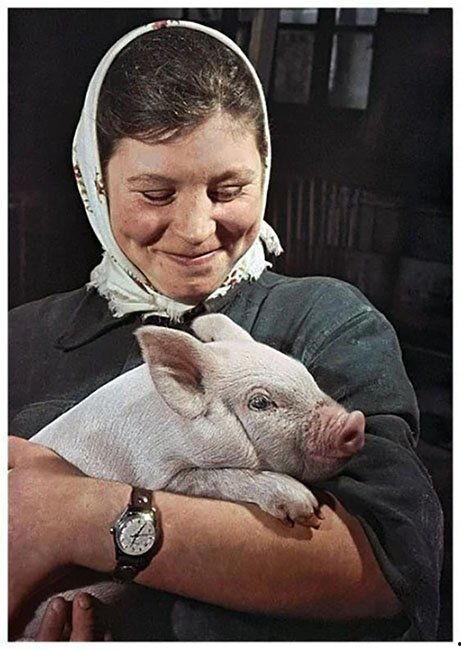 小猪崽子的爆料视频播放,幕后真相大曝光 第3张 小猪崽子的爆料视频播放,幕后真相大曝光 第3张